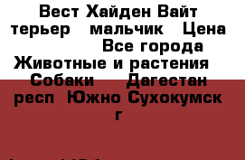 Вест Хайден Вайт терьер - мальчик › Цена ­ 35 000 - Все города Животные и растения » Собаки   . Дагестан респ.,Южно-Сухокумск г.